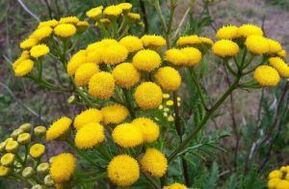 Vijand van tansy
