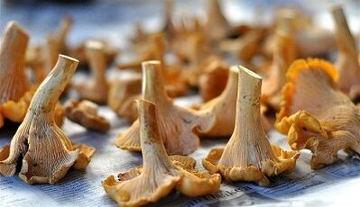 Champignons van chanterellen om parasieten uit het lichaam te verwijderen