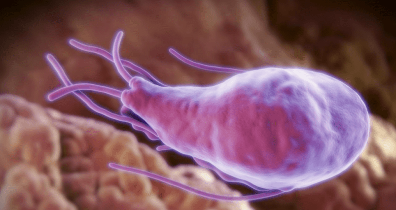 Alveococcus en Echinococcus
