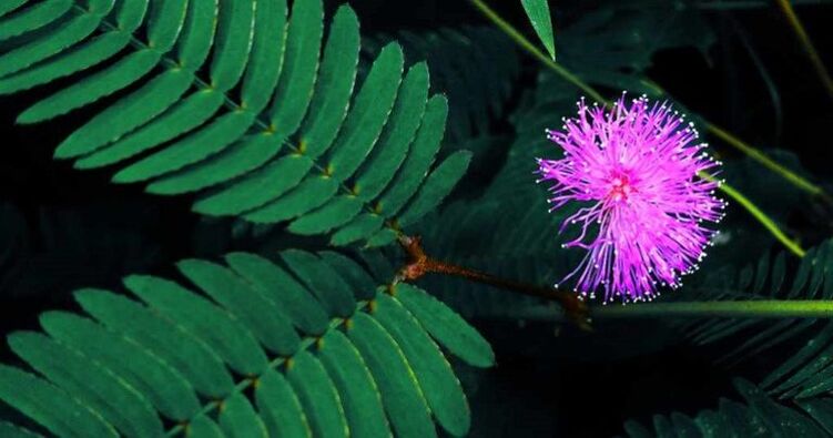 mimosa-zaden Pudica helpen parasieten uit het lichaam te verwijderen