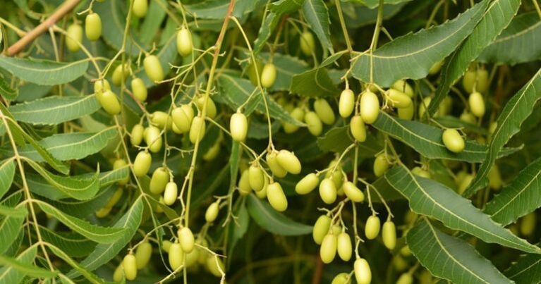 neem - verwijdert parasieten uit het lichaam