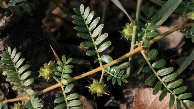 tribulus helpt parasieten effectief uit het lichaam te verwijderen