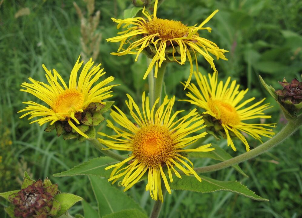 elecampane tegen parasieten