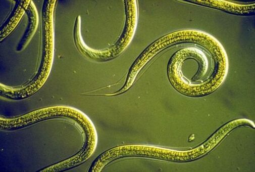 Parasitaire nematoden in de menselijke dunne darm